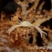 crab_elbow_res_kb_h_0278_png0949.jpg